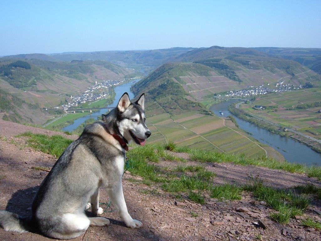 Вілла Kleines Winzerhauschen Бремм Номер фото